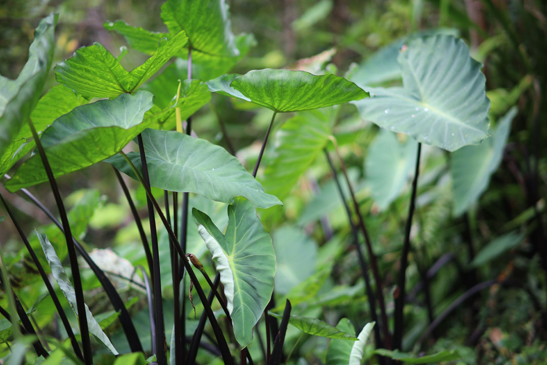 Growing Elephant Ears as Houseplants Care Instructions From the Experts at Botanica Floral